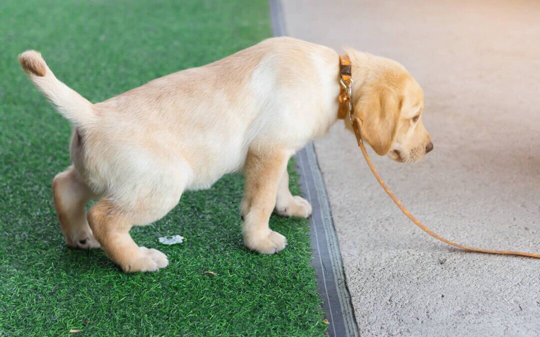 dog peeing on artificial grass